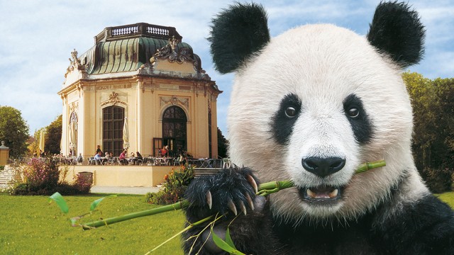Panda at Schönbrunn Zoo in front of the baroque Palm House, munching on fresh bamboo.