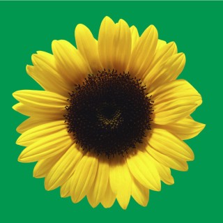 Nahaufnahme einer gelben Sonnenblume mit brauner Mitte vor grünem Hintergrund.