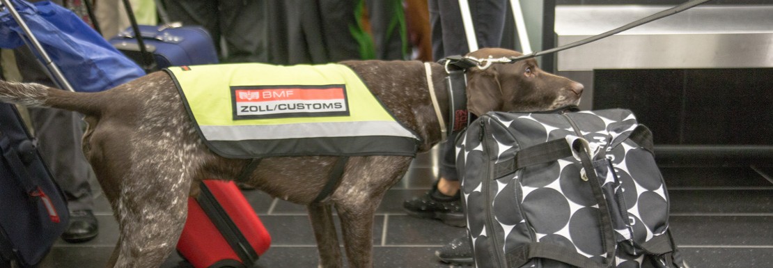 Zollhund am Flughafen Wien
